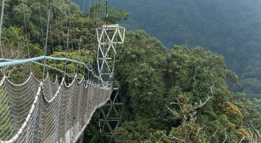 Canopy Walkway (Nyungwe), Nyungwe Forest, Rwanda
